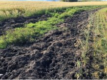 Wild pigs can cause significant damage to fields and pastures as they root for food. PHOTO: SQUEAL ON PIGS
