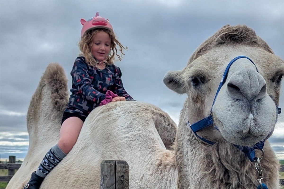 A small child sits on the back of a bactrian camel at White Barn Fun Farm.