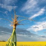 New InVigor hybrid helps manage clubroot and other soil-borne diseases