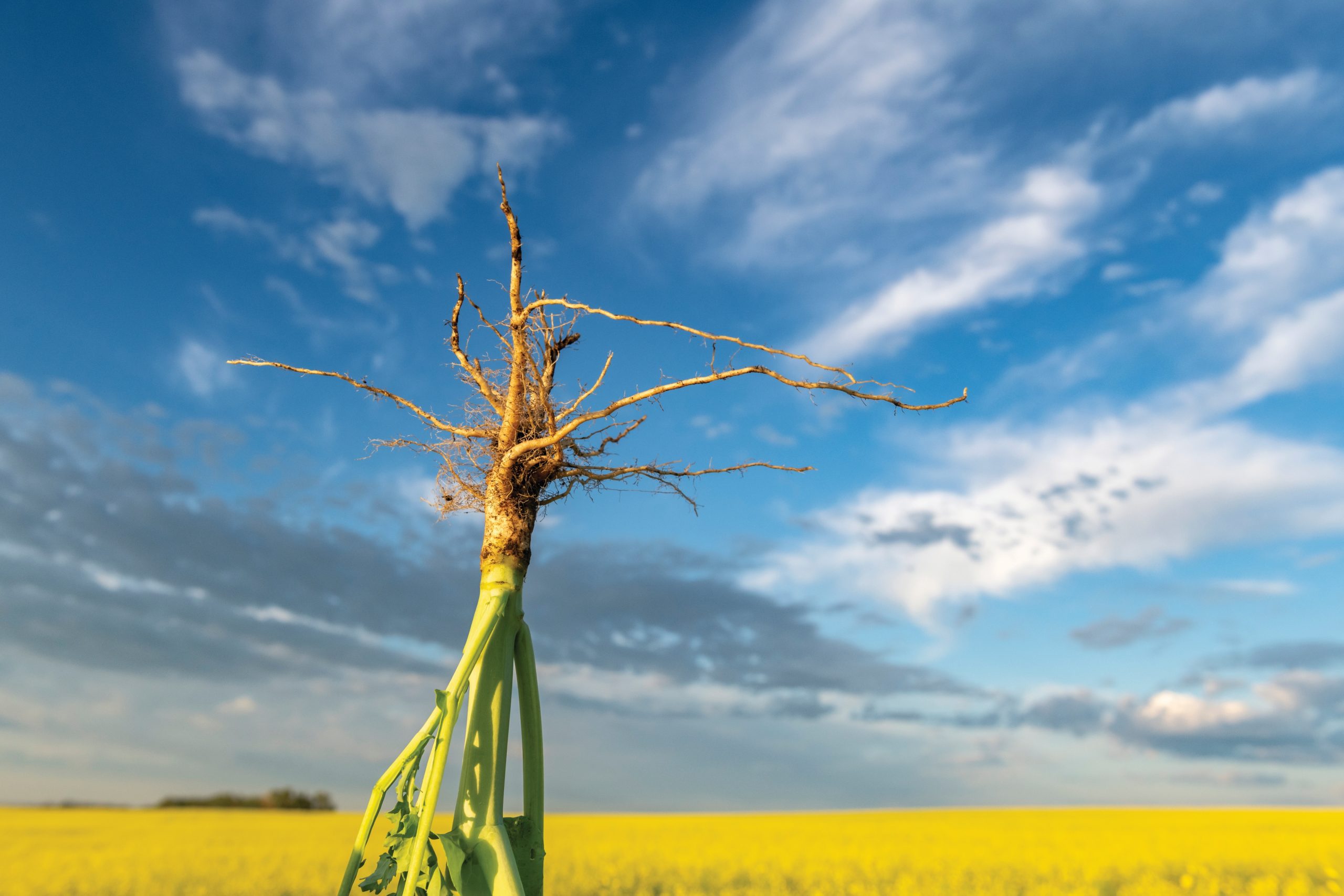 New InVigor hybrid helps manage clubroot and other soil-borne diseases