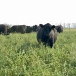 A beef cow grazing tall forage on a Manitoba farm. Photo: Alexis Stockford