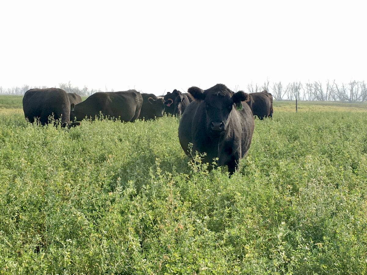 A beef cow grazing tall forage on a Manitoba farm. Photo: Alexis Stockford