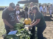 Molnar farms