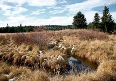 The provincial government is expected to launch its rangeland grazing framework in the near future.  |  File photo