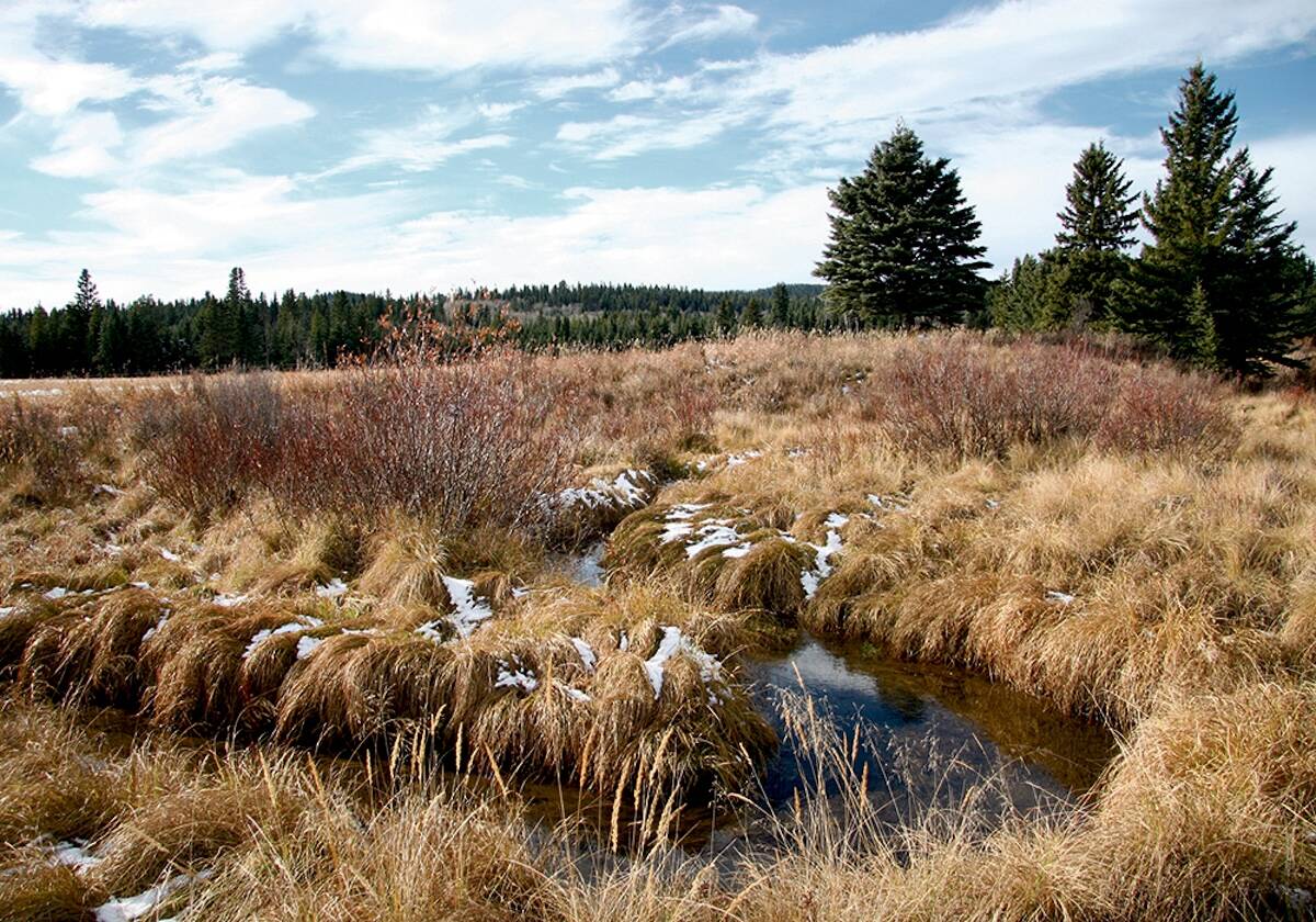 The provincial government is expected to launch its rangeland grazing framework in the near future. | File photo