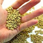 Saskatchewan Agriculture’s special crops specialist says that lentils are in good condition in that province.  Photo: Thinkstock

