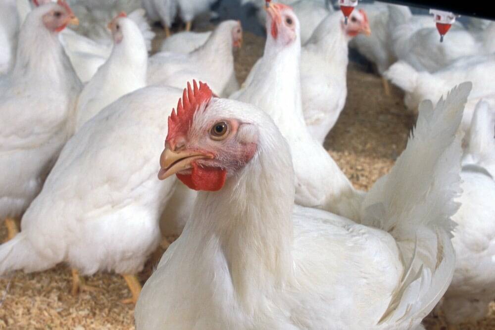 The CFIA has mandated a new pre-chill microbiological monitoring program to enhance safety in Canadian poultry. Photo: Stephen Ausmus/ARS/USDA