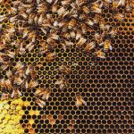 Deadlier than varroa, a new honey-bee parasite is spreading around the world