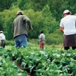 Reforms to the Temporary Foreign Worker program sparked concern in some quarters of agriculture.