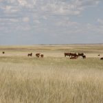 Cattle on John Ross's 60,000 acre ranch benefit from a new water well and storage tank located away from the Milk River. Multisar paid for well drilling and materials to protect species habitat along the Milk River. With water nearby, cattle now graze areas of the ranch that they didn't use before. The grazing also creates habitat for endangered burrowing owls, which do not thrive in thick grass.
