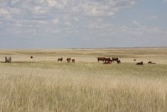 Cattle on John Ross's 60,000 acre ranch benefit from a new water well and storage tank located away from the Milk River. Multisar paid for well drilling and materials to protect species habitat along the Milk River. With water nearby, cattle now graze areas of the ranch that they didn't use before. The grazing also creates habitat for endangered burrowing owls, which do not thrive in thick grass.
