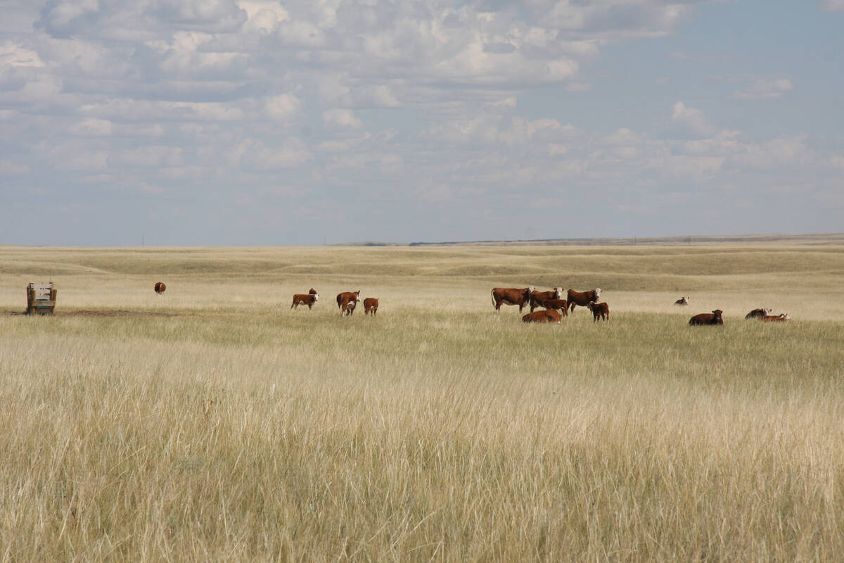 Cattle on John Ross's 60,000 acre ranch benefit from a new water well and storage tank located away from the Milk River. Multisar paid for well drilling and materials to protect species habitat along the Milk River. With water nearby, cattle now graze areas of the ranch that they didn't use before. The grazing also creates habitat for endangered burrowing owls, which do not thrive in thick grass.