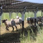 Solar and sheep provide valuable farm diversification