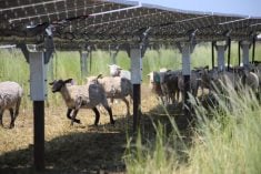 Sheep under solar panels on Sun Cycle Farms. Photo: Submitted by Jason Bradley