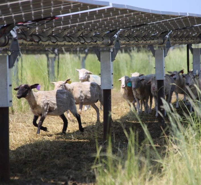 Solar and sheep provide valuable farm diversification