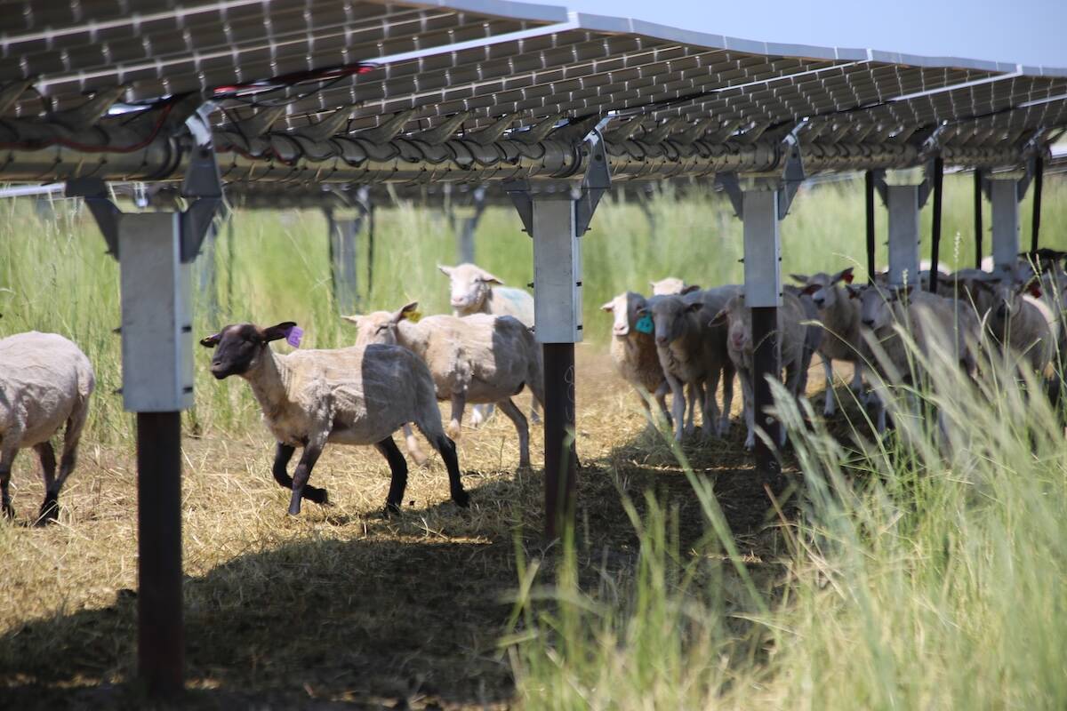 Sheep under solar panels on Sun Cycle Farms. Photo: Submitted by Jason Bradley