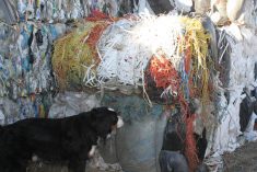 A dog checks out the bundle of baler twine collected and baled at the Mountainview Waste Management commission in Olds. The commission is one of the few across the prairies to accept a range of recyclable products including waste from surrounding farms in the Olds area. They recently started an agriculture plastics program where the material is collected and baled for shipment to recyclers.
