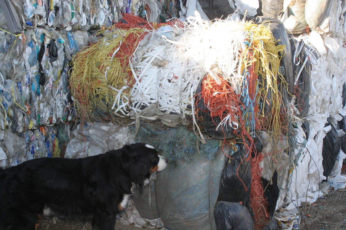 A dog checks out the bundle of baler twine collected and baled at the Mountainview Waste Management commission in Olds. The commission is one of the few across the prairies to accept a range of recyclable products including waste from surrounding farms in the Olds area. They recently started an agriculture plastics program where the material is collected and baled for shipment to recyclers.