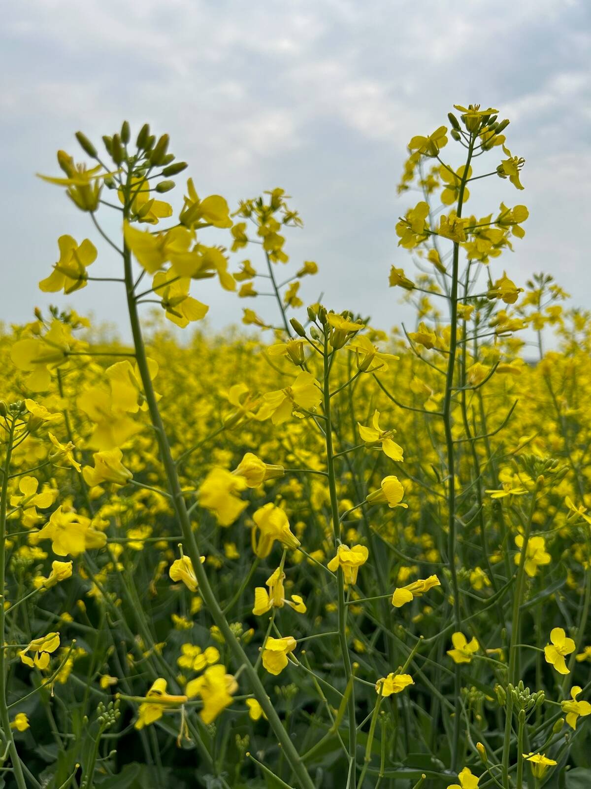 Canola production in Canada is expected to increase by 3.6 per cent to 19.9 million tonnes in 2025-26. Photo: Zak McLachlan