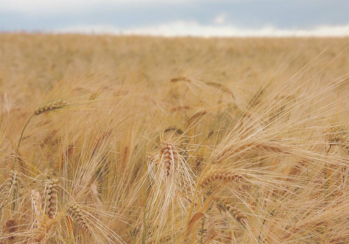 Farmers expect to produce less barley year over year to eight million tonnes in 2025/26, driven by lower harvested area, down 6.7 per cent to 5.5 million acres. Photo: File