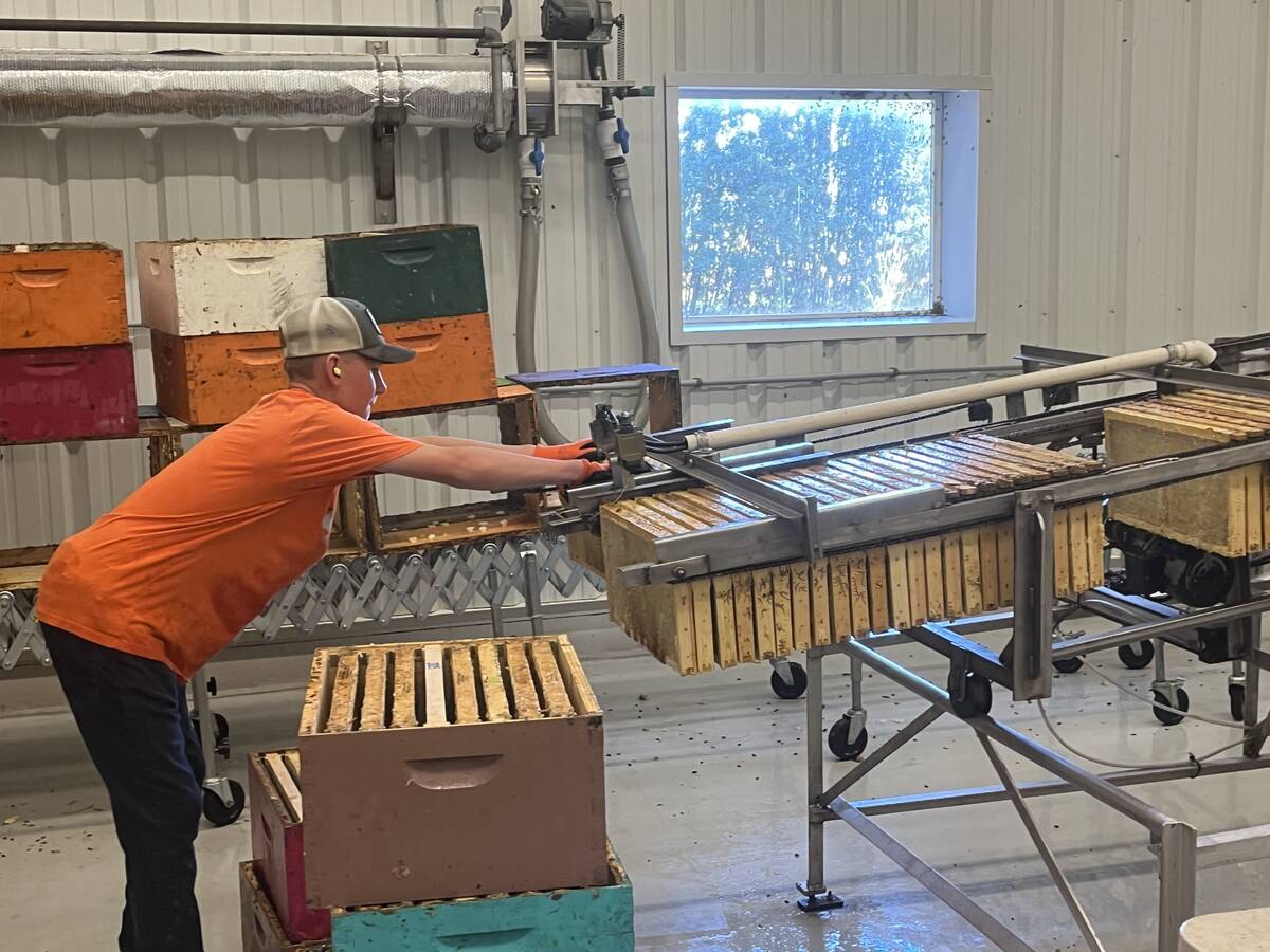 Summer workers can get a work out at times hauling boxes of frames of honey which can reach as heavy as 140 pounds at times at Thrive Honey depending on density of the frames. Photo by Greg Price