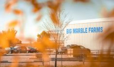 Big Marble Farms in Cypress County, Alberta.