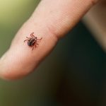 Wood tick on finger.