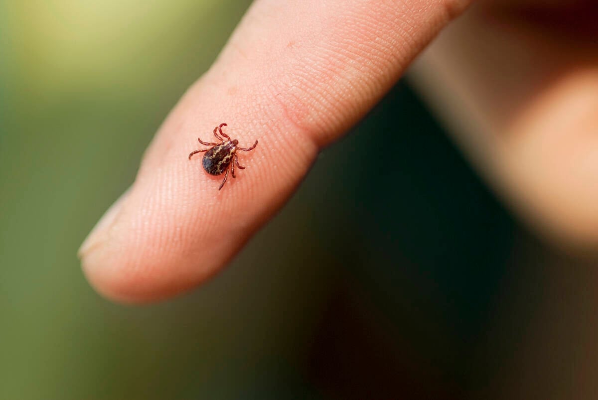 Wood tick on finger.