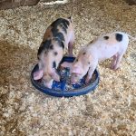 Masterfeeds makes and sells feed products for various livestock sectors including swine, cattle and poultry. Photo: Patrick Hatt/iStock/Getty Images

