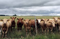Beef cattle line up at a pasture fence. Photo Diana Martin