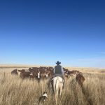 Southern Alberta grazing leaseholders fear the clock is ticking on their way of life as lease rates rise due to interest from other sectors. PHOTO: TY THORSON/SUBMITTED