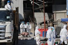 Workers from the China's Agriculture, Fisheries and Conservation Department carry out a cull at a pig farm in southern China in 2023 after samples were found positive for African swine fever. Photo: Dickson Lee/SCMP via Reuters Connect