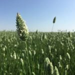 No special crop fireworks expected