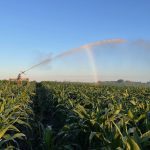 Feed corn being irrigated on Aaron Gray's farm. PHOTO: Aaron Gray