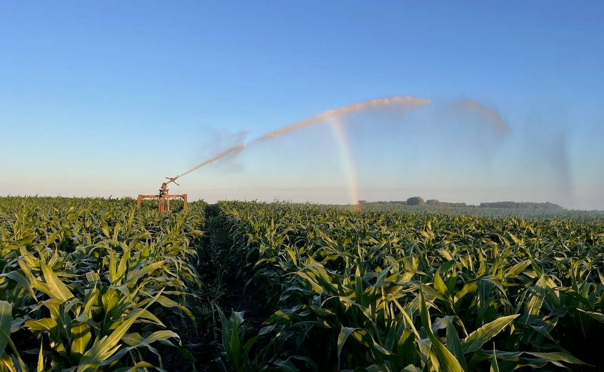 Feed corn being irrigated on Aaron Gray's farm. PHOTO: Aaron Gray