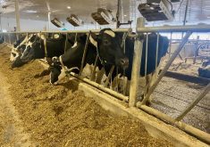 Dairy cows on a Canadian farm eating at a feed bunk. Ventilation fans are shown over top of them. Photo: John Greig