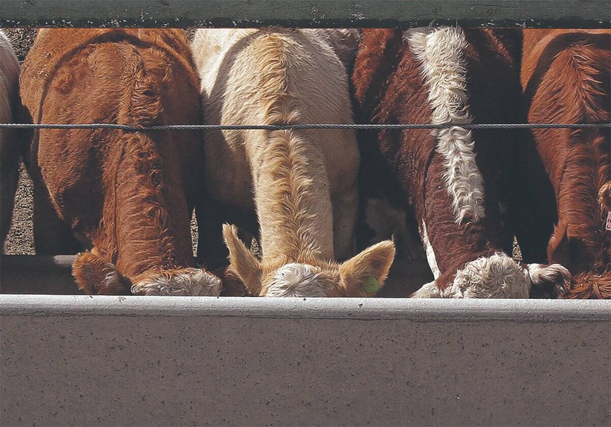 Cattle on a feedlot. PHOTO: FILE