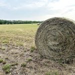 Hay bales in a field in Wainwright, Alberta, in August 2025.