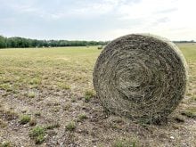 Hay bales in a field in Wainwright, Alberta, in August 2025.