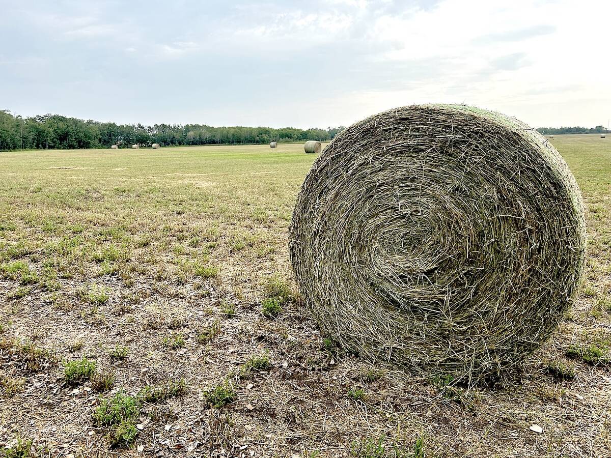 Hay bales in a field in Wainwright, Alberta, in August 2025.