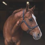 https://www.gettyimages.ca/detail/photo/beautiful-horse-in-the-country-royalty-free-image/889083114?phrase=horse&adppopup=true
Photo: FatCamera/iStock/Getty Images