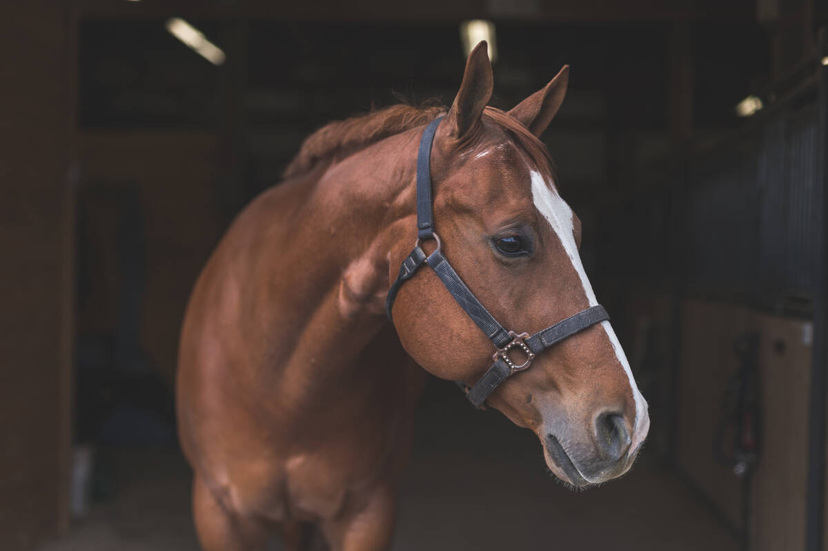 https://www.gettyimages.ca/detail/photo/beautiful-horse-in-the-country-royalty-free-image/889083114?phrase=horse&adppopup=true
Photo: FatCamera/iStock/Getty Images