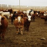 Photo: Canada Beef
