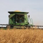 Lee Stewart harvests a thick crop of yellow mustard northwest of Pense, Sask.