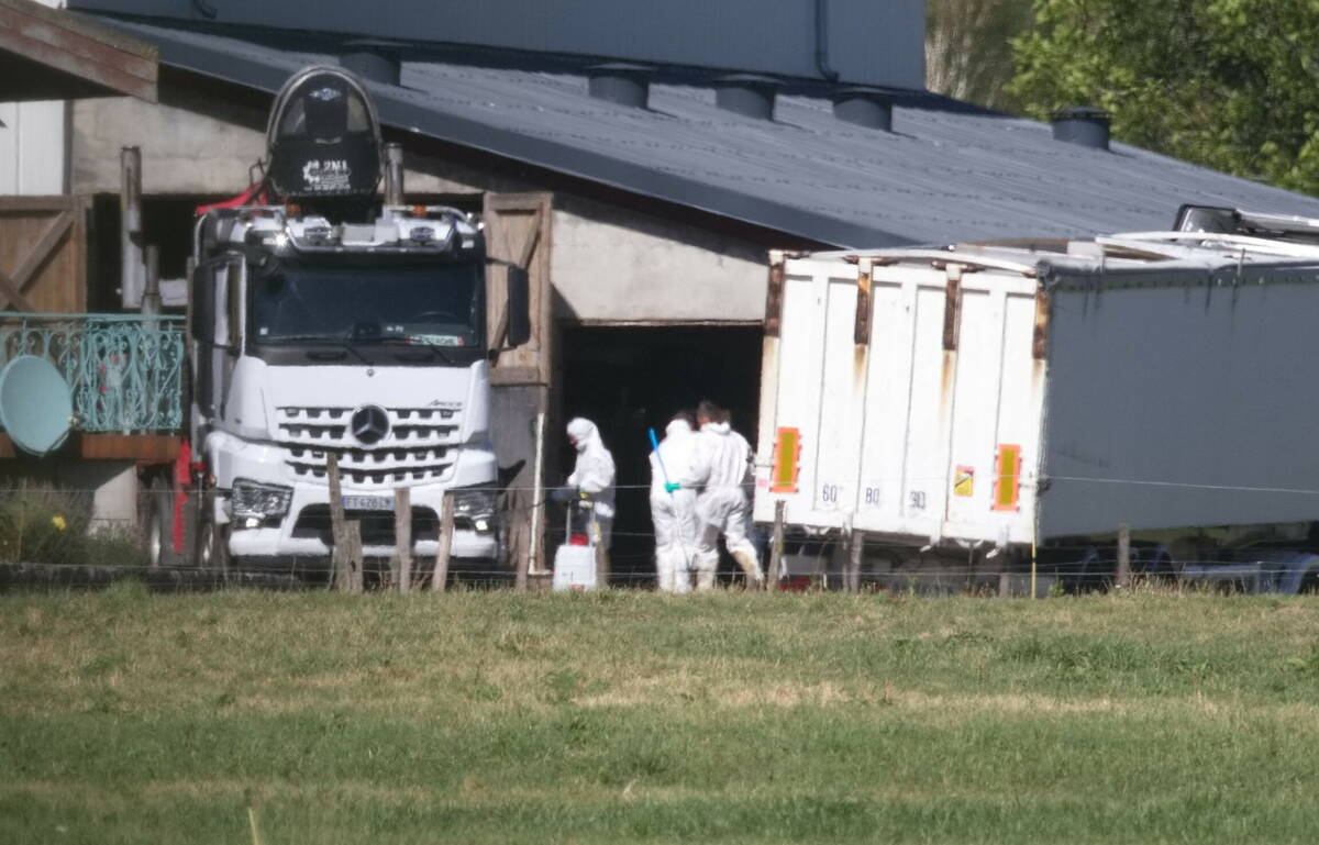 Three weeks after the first cases of lumpy skin disease, more than 500 cows were slaughtered in contaminated areas of the country, on July 25, 2025, in Saint Ferreol, France. Photo by Daniel Giry/ABACAPRESS.COM
