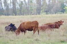 Trump plan to import Argentine beef angers U.S. farmers