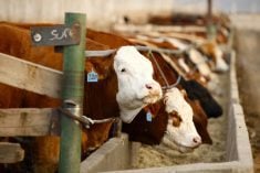 Photo: Canada Beef
