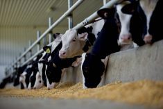 Holstein cattle earmarked for veal chow down in a feedlot. PHOTO: FARM &amp; FOOD CARE ONTARIO
