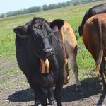 Cattle with a virtual fencing collar at Olds College Smart Farm in July 2025. Photo: Zak McLachlan