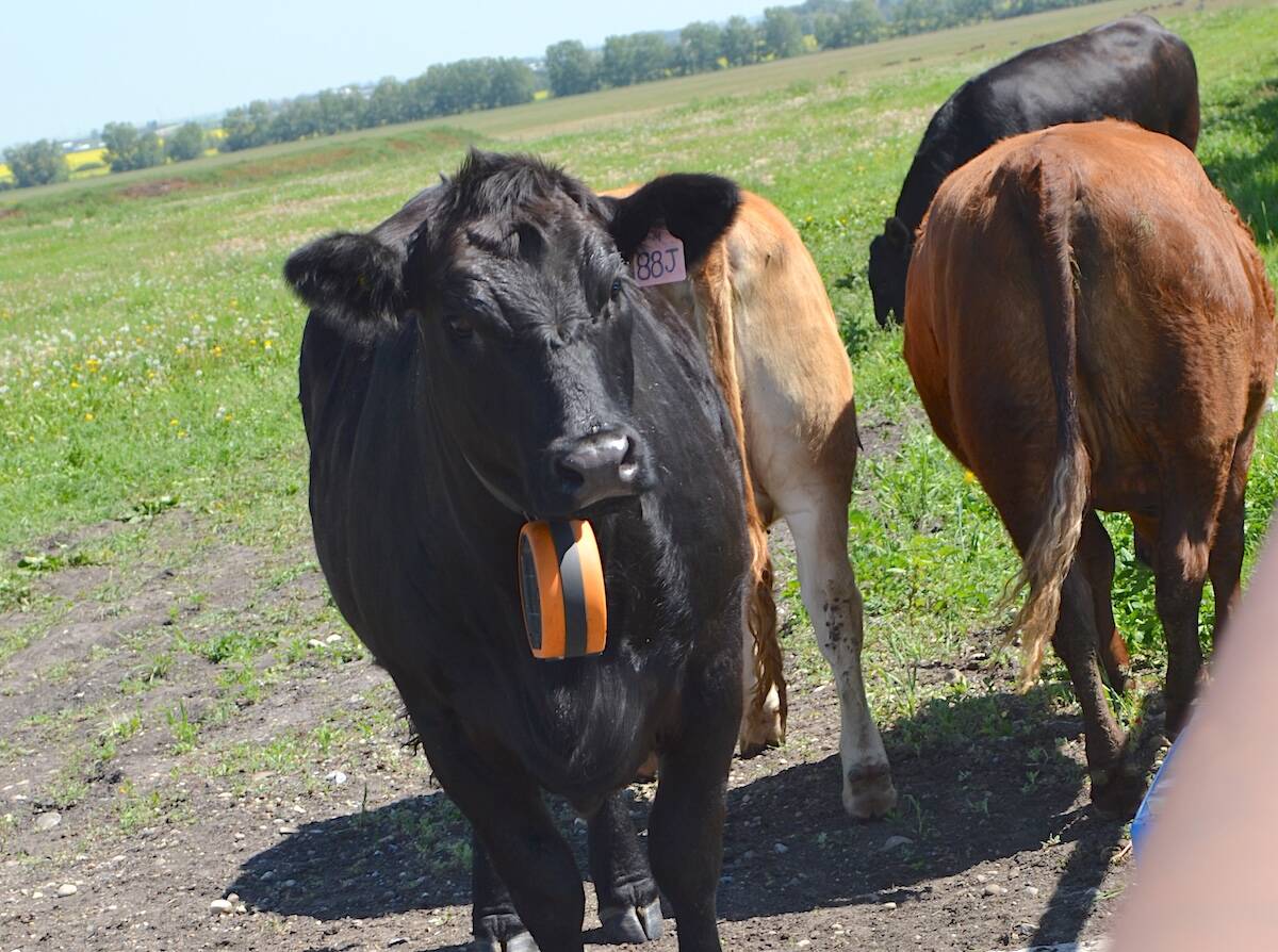 Cattle with a virtual fencing collar at Olds College Smart Farm in July 2025. Photo: Zak McLachlan